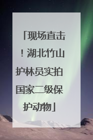 现场直击！湖北竹山护林员实拍国家二级保护动物