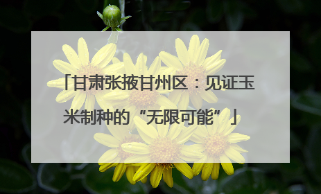 甘肃张掖甘州区：见证玉米制种的“无限可能”