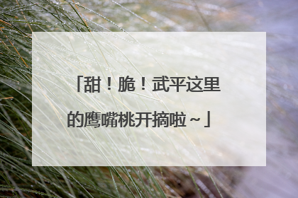 甜！脆！武平这里的鹰嘴桃开摘啦～