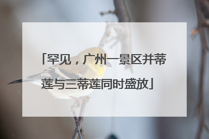 罕见，广州一景区并蒂莲与三蒂莲同时盛放
