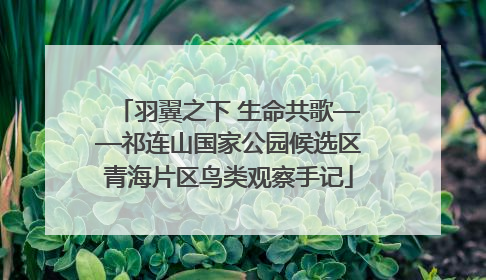 羽翼之下 生命共歌——祁连山国家公园候选区青海片区鸟类观察手记
