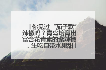 你见过“茄子款”辣椒吗？青岛培育出富含花青素的紫辣椒，生吃自带水果甜