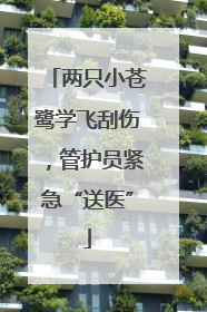 两只小苍鹭学飞刮伤，管护员紧急“送医”