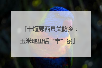 十堰郧西县关防乡：玉米地里话“丰”景