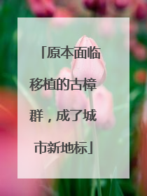 原本面临移植的古樟群，成了城市新地标