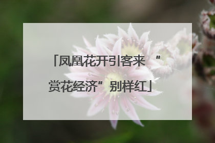 凤凰花开引客来 “赏花经济”别样红