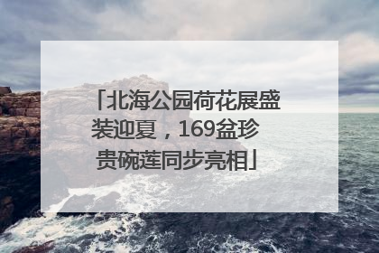 北海公园荷花展盛装迎夏，169盆珍贵碗莲同步亮相