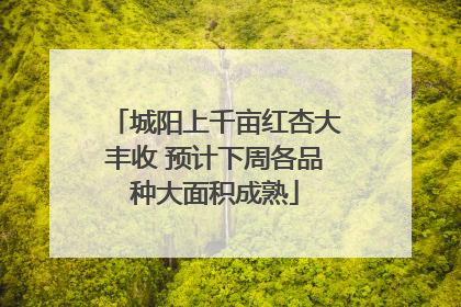 城阳上千亩红杏大丰收 预计下周各品种大面积成熟