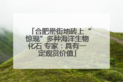 合肥罍街地砖上“惊现”多种海洋生物化石 专家：具有一定观赏价值