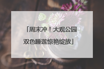 周末冲！大观公园双色睡莲惊艳绽放