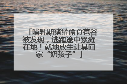 哺乳期猪獾偷食苞谷被发现，逃跑途中累瘫在地！就地放生让其回家“奶孩子”