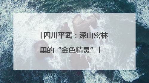 四川平武：深山密林里的“金色精灵”