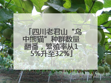 四川老君山“鸟中熊猫”种群数量翻番，繁殖率从15%升至32%