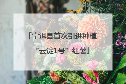 宁洱县首次引进种植“云淀1号”红薯