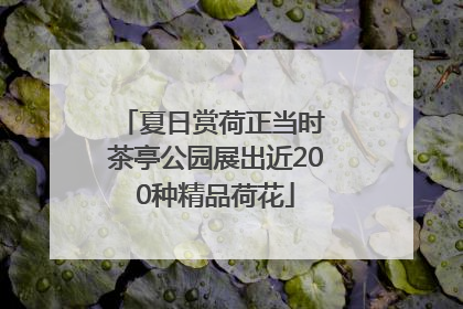 夏日赏荷正当时 茶亭公园展出近200种精品荷花