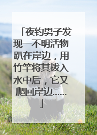 夜钓男子发现一不明活物趴在岸边，用竹竿将其拨入水中后，它又爬回岸边……