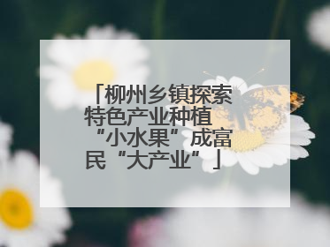 柳州乡镇探索特色产业种植 “小水果”成富民“大产业”