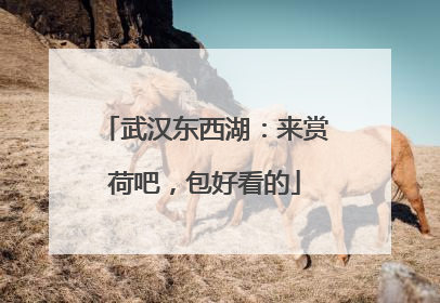 武汉东西湖：来赏荷吧，包好看的