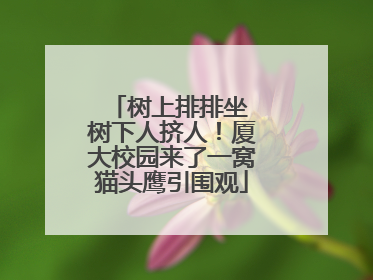 树上排排坐 树下人挤人！厦大校园来了一窝猫头鹰引围观