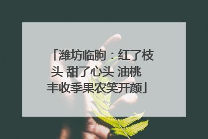 潍坊临朐：红了枝头 甜了心头 油桃丰收季果农笑开颜