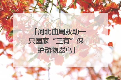 河北曲周救助一只国家“三有”保护动物翠鸟