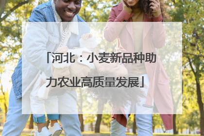 河北：小麦新品种助力农业高质量发展