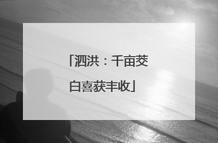 泗洪：千亩茭白喜获丰收