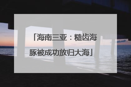 海南三亚：糙齿海豚被成功放归大海