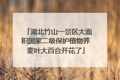 湖北竹山一景区大面积国家二级保护植物荞麦叶大百合开花了