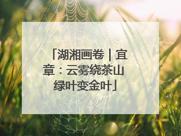 湖湘画卷｜宜章：云雾绕茶山 绿叶变金叶