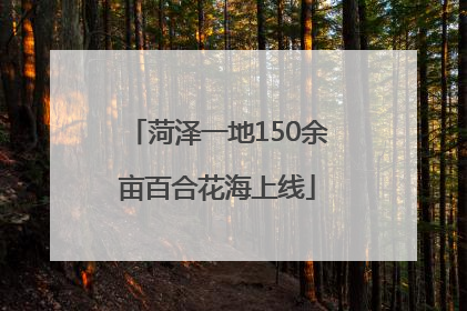菏泽一地150余亩百合花海上线