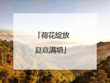 荷花绽放 夏意满塘