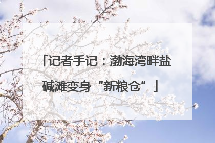 记者手记：渤海湾畔盐碱滩变身“新粮仓”
