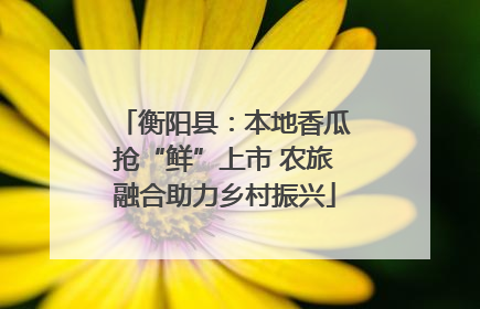 衡阳县：本地香瓜抢“鲜”上市 农旅融合助力乡村振兴
