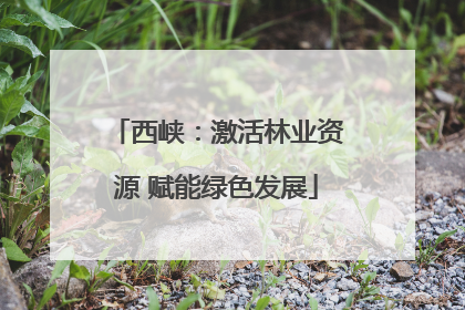 西峡：激活林业资源 赋能绿色发展