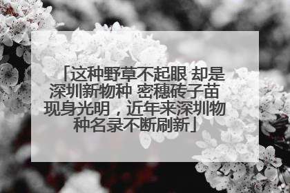 这种野草不起眼 却是深圳新物种 密穗砖子苗现身光明，近年来深圳物种名录不断刷新