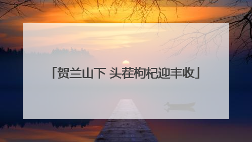 贺兰山下 头茬枸杞迎丰收