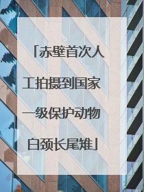 赤壁首次人工拍摄到国家一级保护动物白颈长尾雉