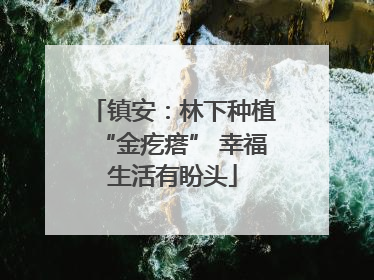 镇安：林下种植“金疙瘩” 幸福生活有盼头