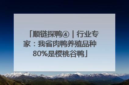 顺链探鸭④｜行业专家：我省肉鸭养殖品种80%是樱桃谷鸭