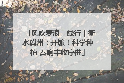 风吹麦浪一线行｜衡水冀州：开镰！科学种植 奏响丰收序曲