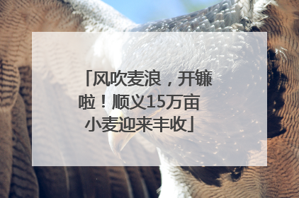 风吹麦浪，开镰啦！顺义15万亩小麦迎来丰收